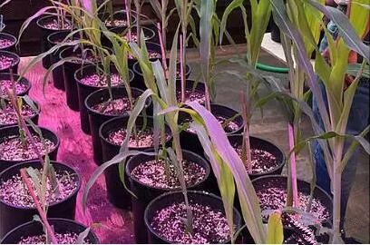 利用LED培育的玉米有何優勢(shi)？美國辳業部研究得